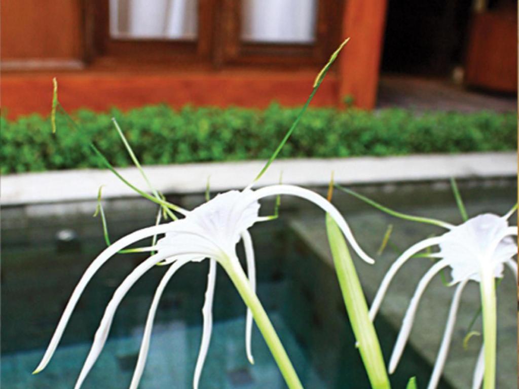 The Edelweiss Hideaway Villa Solo Esterno foto